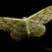 Moth by tonygig