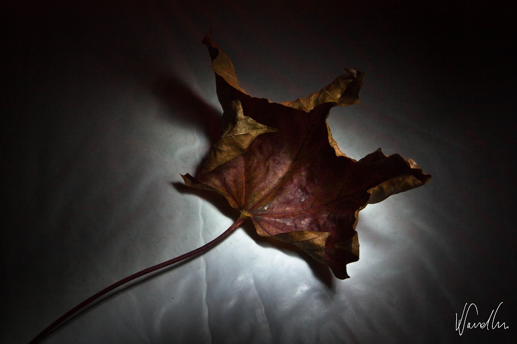 Lighting the autumn leaf by vikdaddy