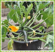 20th Jul 2014 - A Bucketful of Courgettes.
