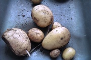17th Jul 2014 - Surprise crop of potatoes!