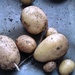Surprise crop of potatoes! by jennymdennis