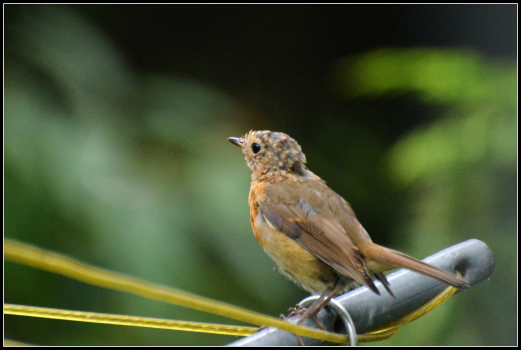 Baby robins new breast by rosiekind