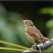 Baby robins new breast by rosiekind