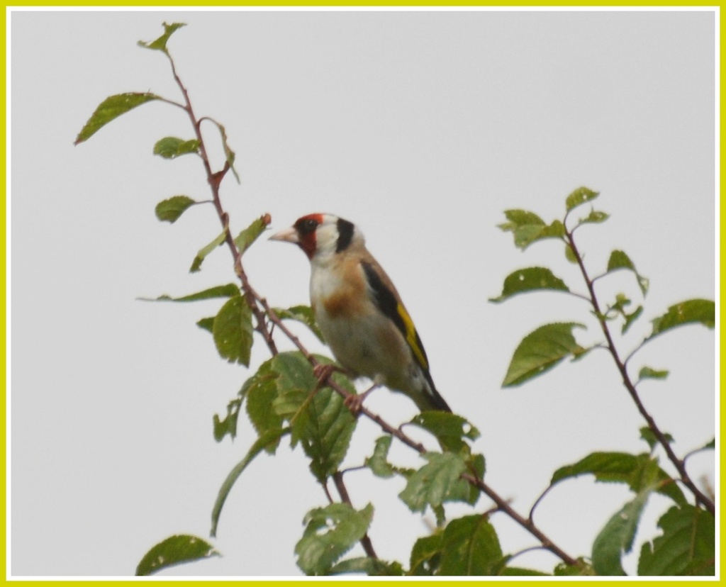 Goldfinch by rosiekind