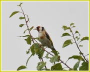 20th Jul 2014 - Goldfinch