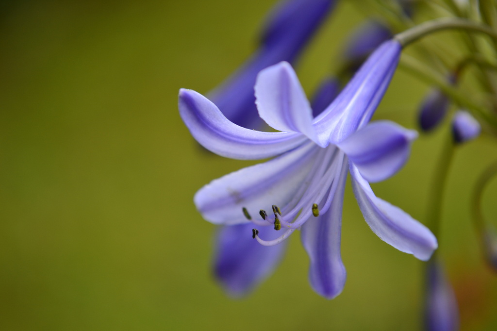 Agapanthus by ziggy77