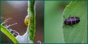 20th Jul 2014 - Spittle bug -- what it turns into!