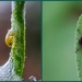 Spittle bug -- what it turns into! by darylo