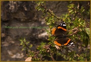 11th Dec 2012 - Butterfly