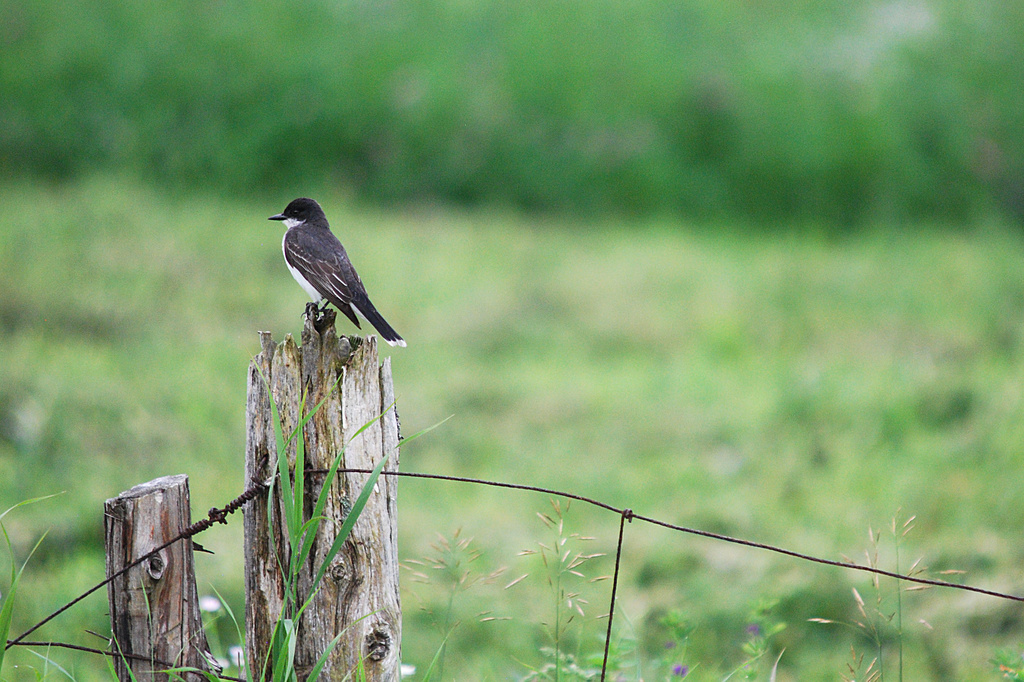 Bird on a fence! by fayefaye