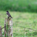 Bird on a fence! by fayefaye