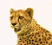 20th Jul 2014 - Cheetah Face