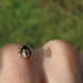 Baby shieldbug by roachling