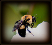 20th Jul 2014 - Bumblebee