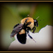 Bumblebee by vernabeth