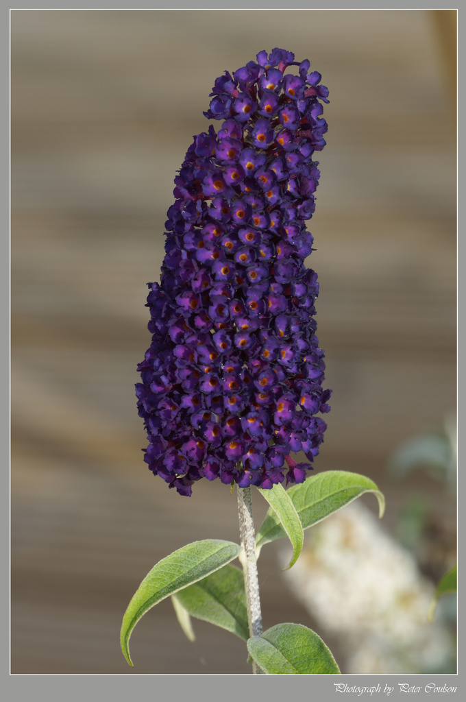 Purple Buddleia by pcoulson