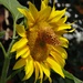 Sunflower Treat by brillomick