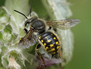20th Jul 2014 - Carder Bee 