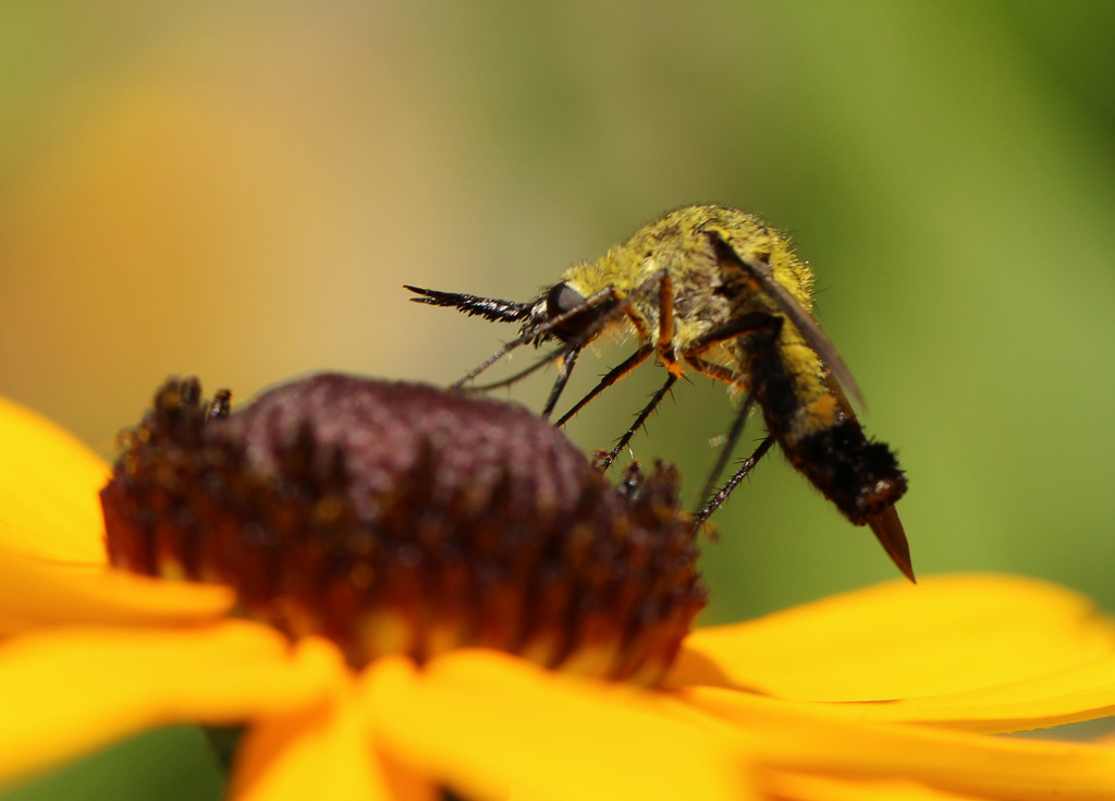 Hunchback Bee Fly  by mzzhope