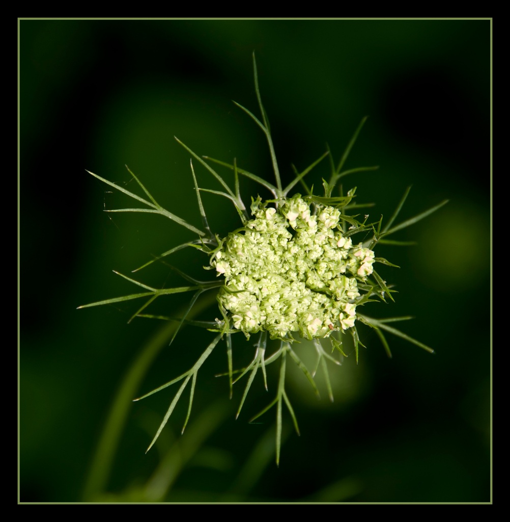 Green Snowflake by houser934