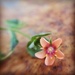 Little Flower by kerristephens