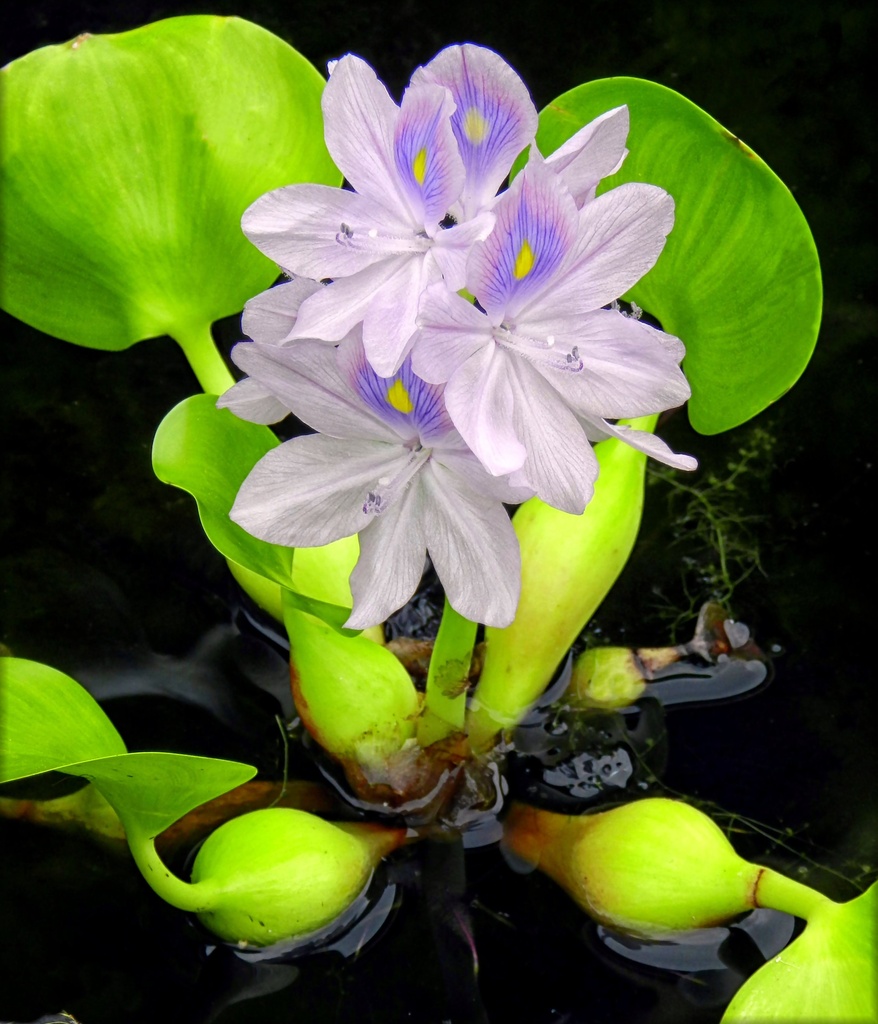 Water Hyacinth by paintdipper