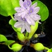 Water Hyacinth by paintdipper