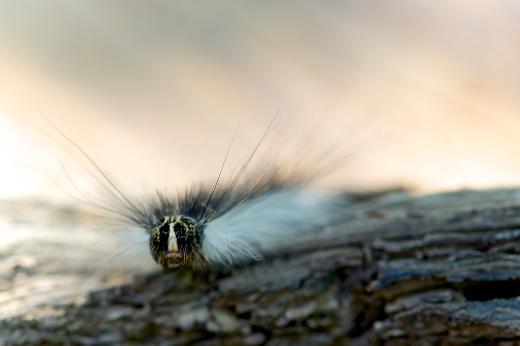 A Fluffy Caterpillar Meets Sad Fate by taffy