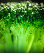 17th Jul 2014 - (Day 154) - Broccoli Bokeh