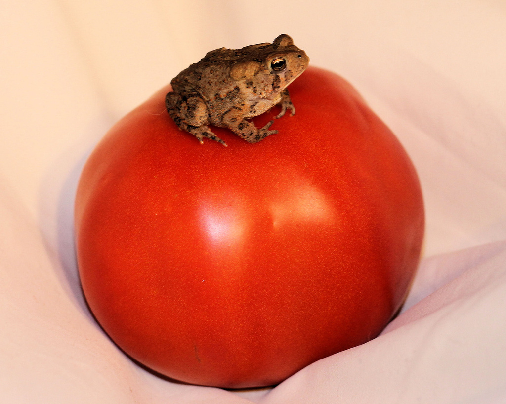 Bucket List- Frog on a tomato-Check by cjwhite