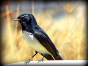 21st Jul 2014 - Willy Wagtail
