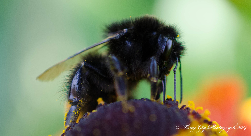 Black Bee? by tonygig