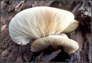 21st Jul 2014 - frilly fungi