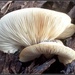 frilly fungi by cruiser