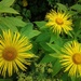 Van Gough sunflower by beryl