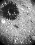 21st Jul 2014 - Urchin, shell and stone