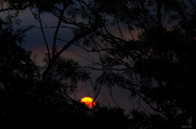 21st Jul 2014 - As the sun disappeared in the trees