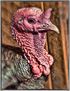21st Mar 2014 - turkey