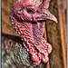 turkey by annied