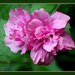 Double Rose of Sharon by vernabeth
