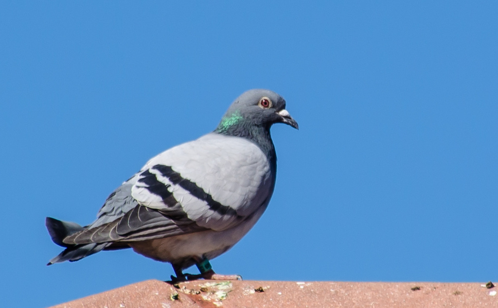 Pigeon on the Roof by salza