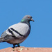 Pigeon on the Roof by salza