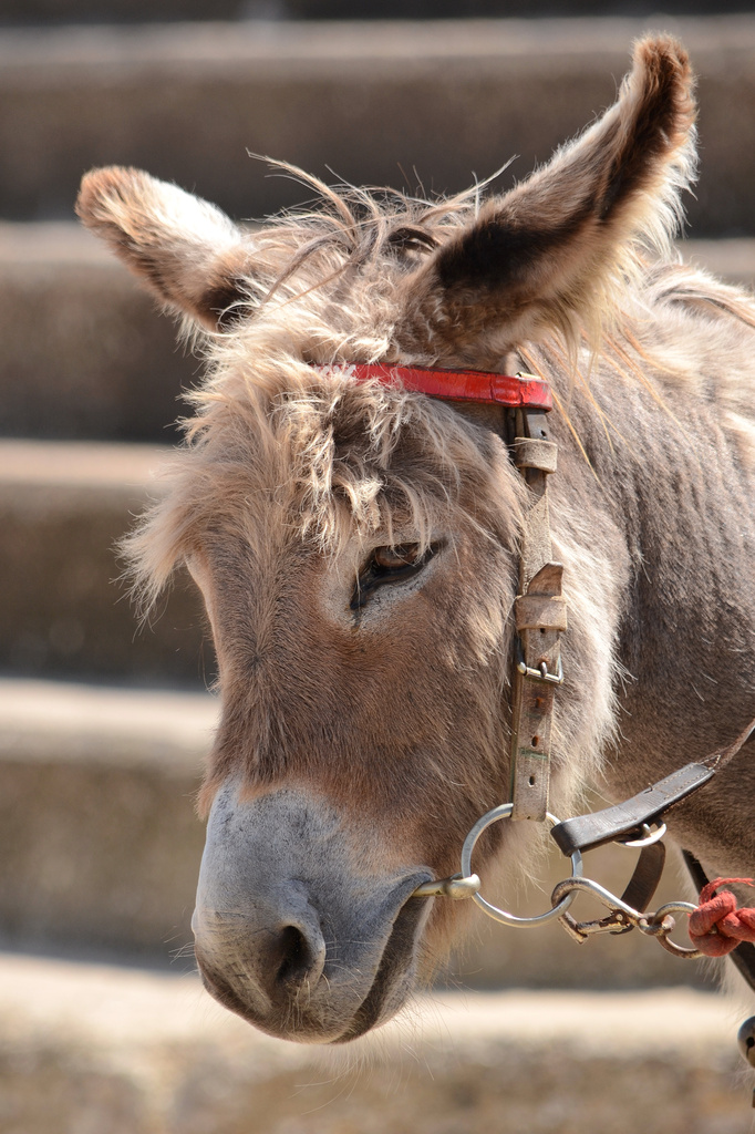 Donkey by richardcreese