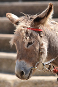 14th Jul 2014 - Donkey