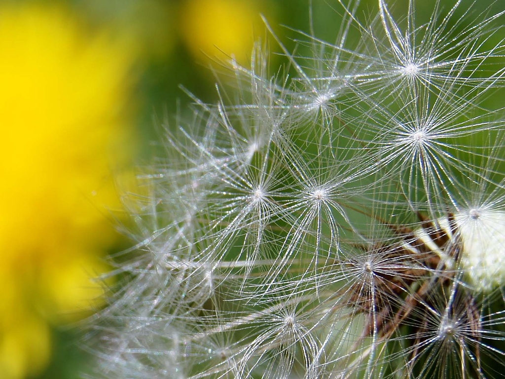 dandelion seeds  by dmdfday