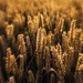 Wheat in the Heat.... by shepherdmanswife