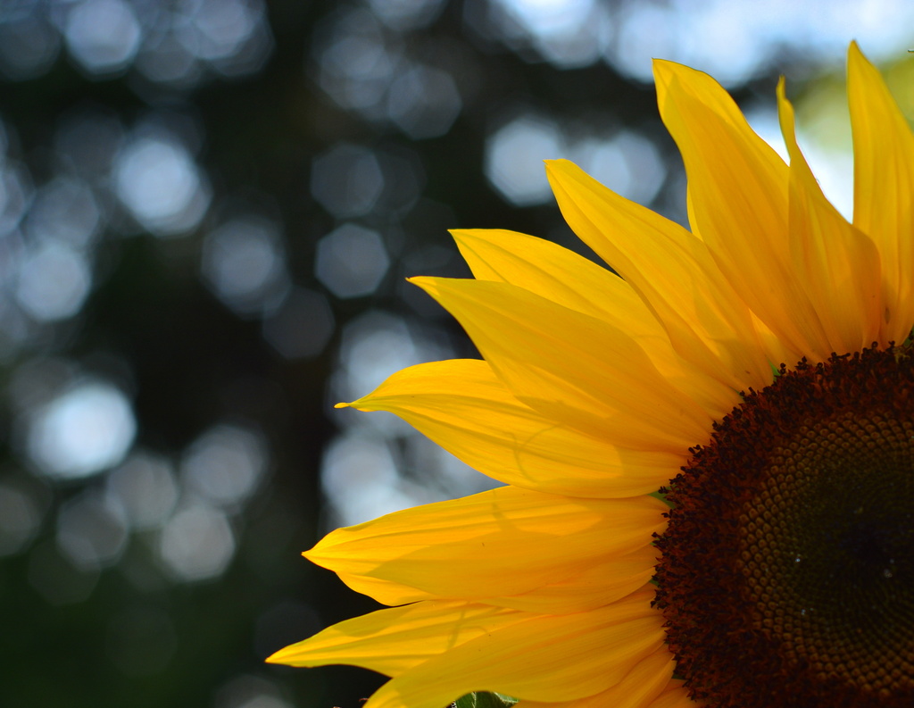 Sunflower & Bokeh by jayberg