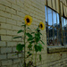 Bakery Sunflowers by stephomy