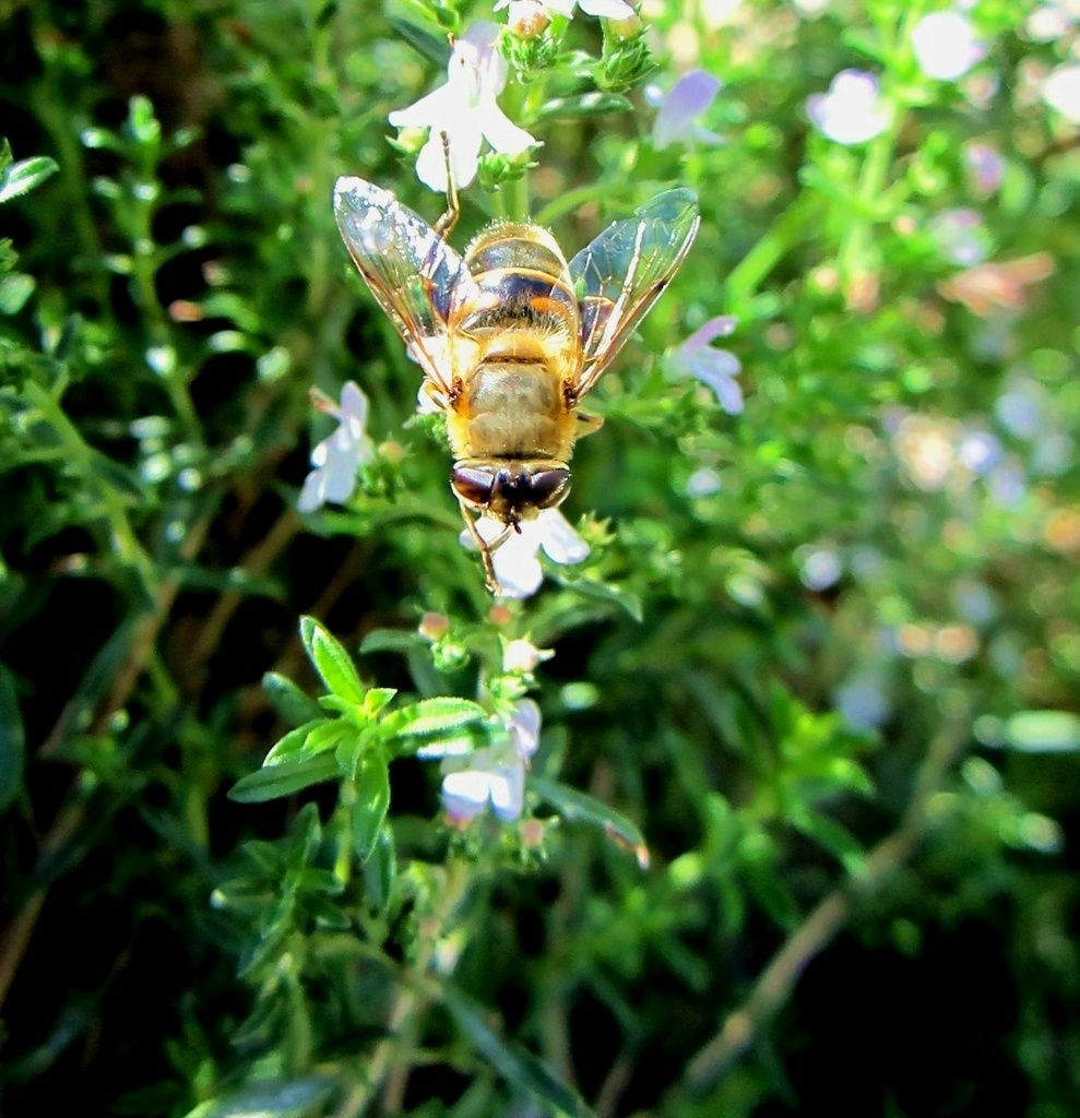 Marljiva pčela by vesna0210