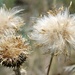 Thistle Seed Pods by harbie